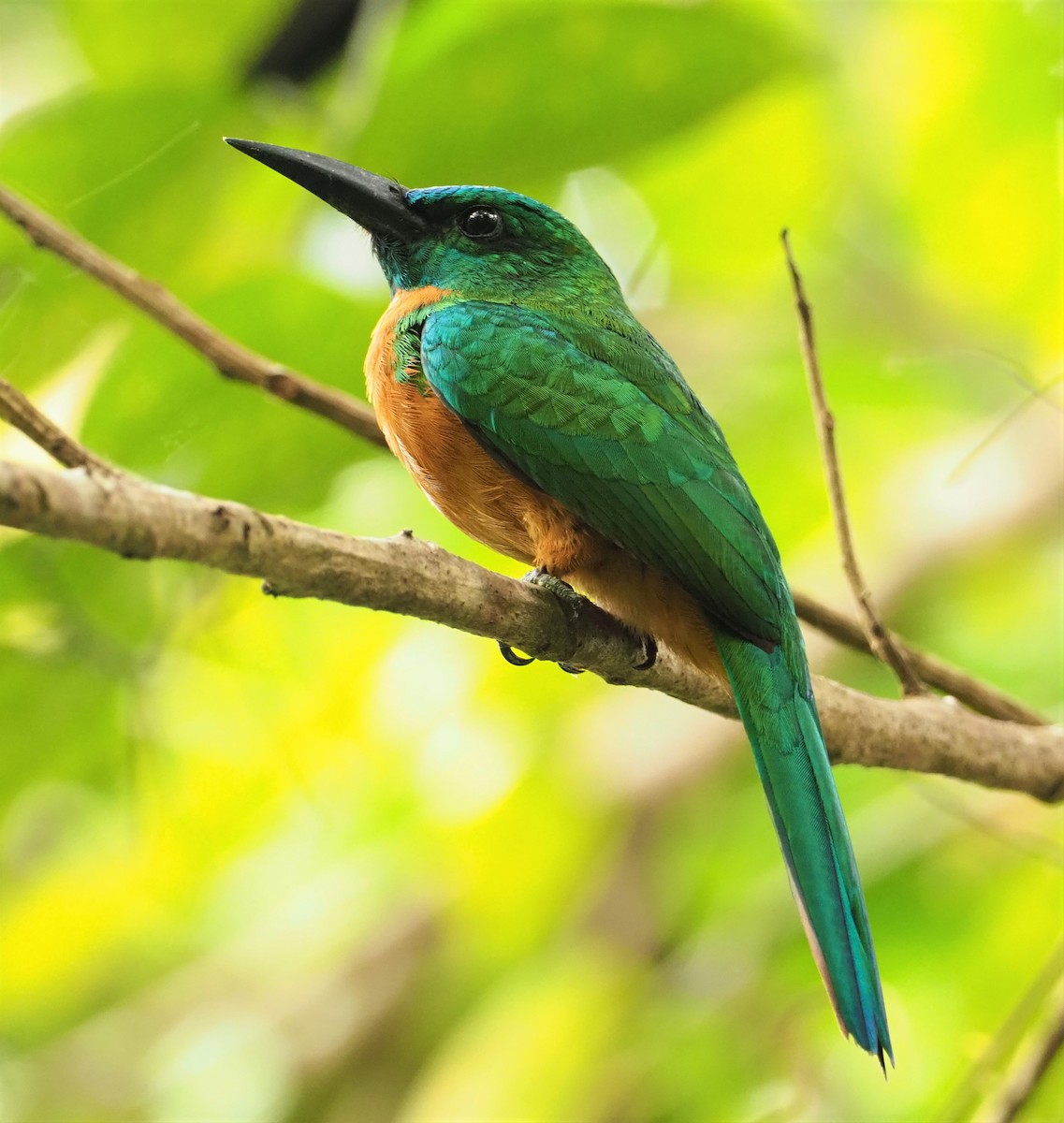 Great Jacamar - ML142597281