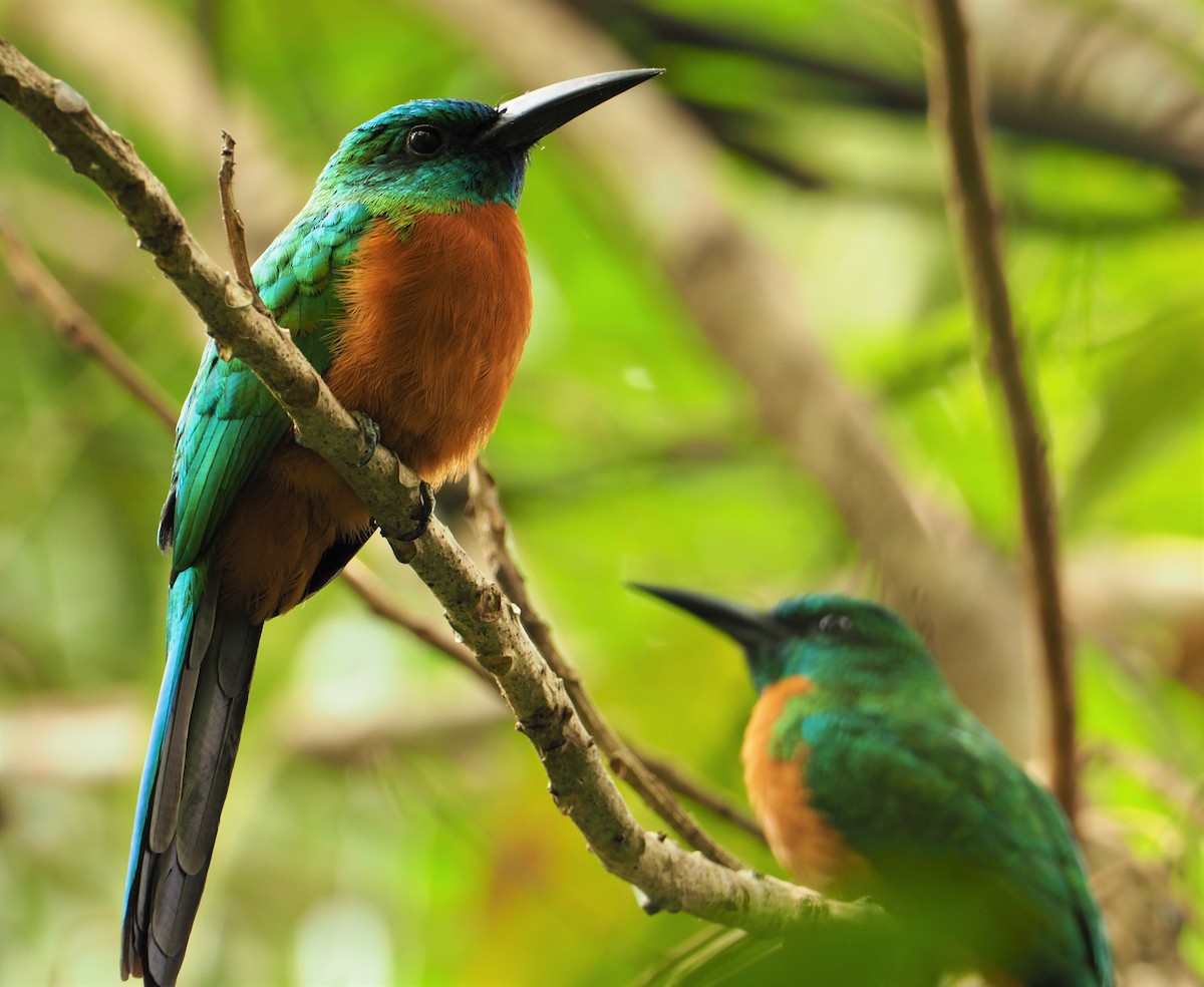 Great Jacamar - ML142597301