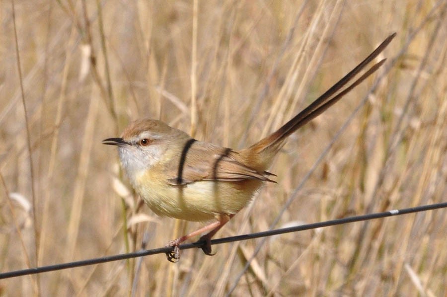 Black-chested Prinia - ML142598631