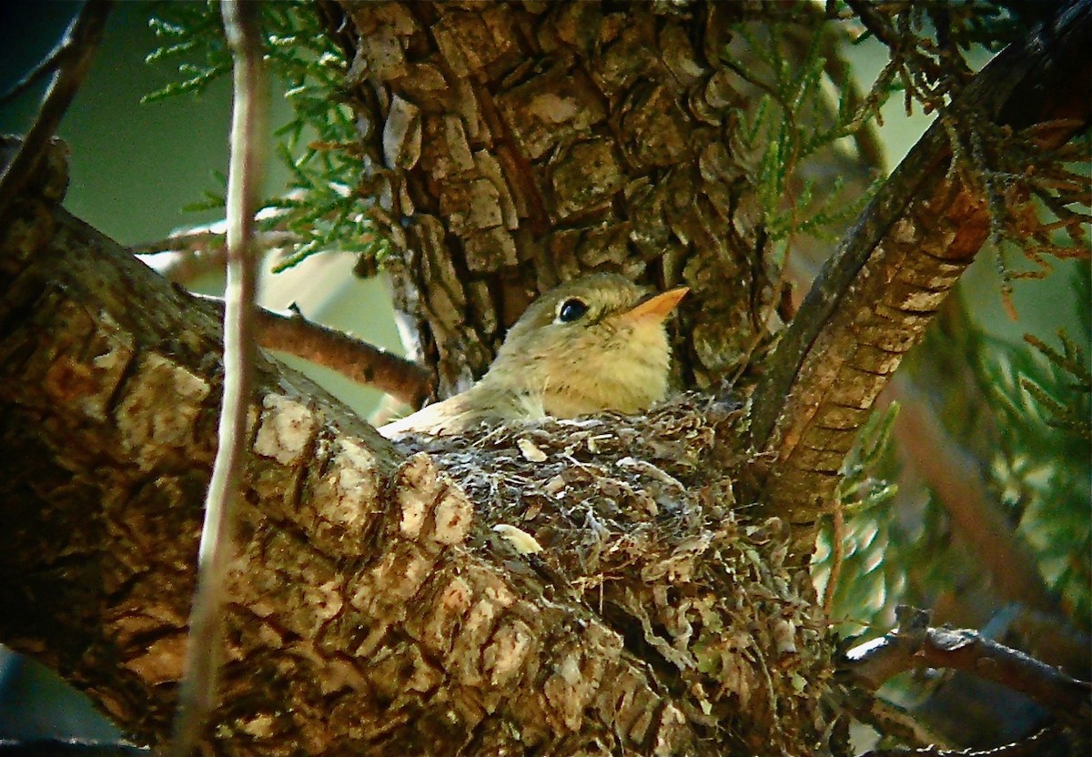 Buff-breasted Flycatcher - ML142601281