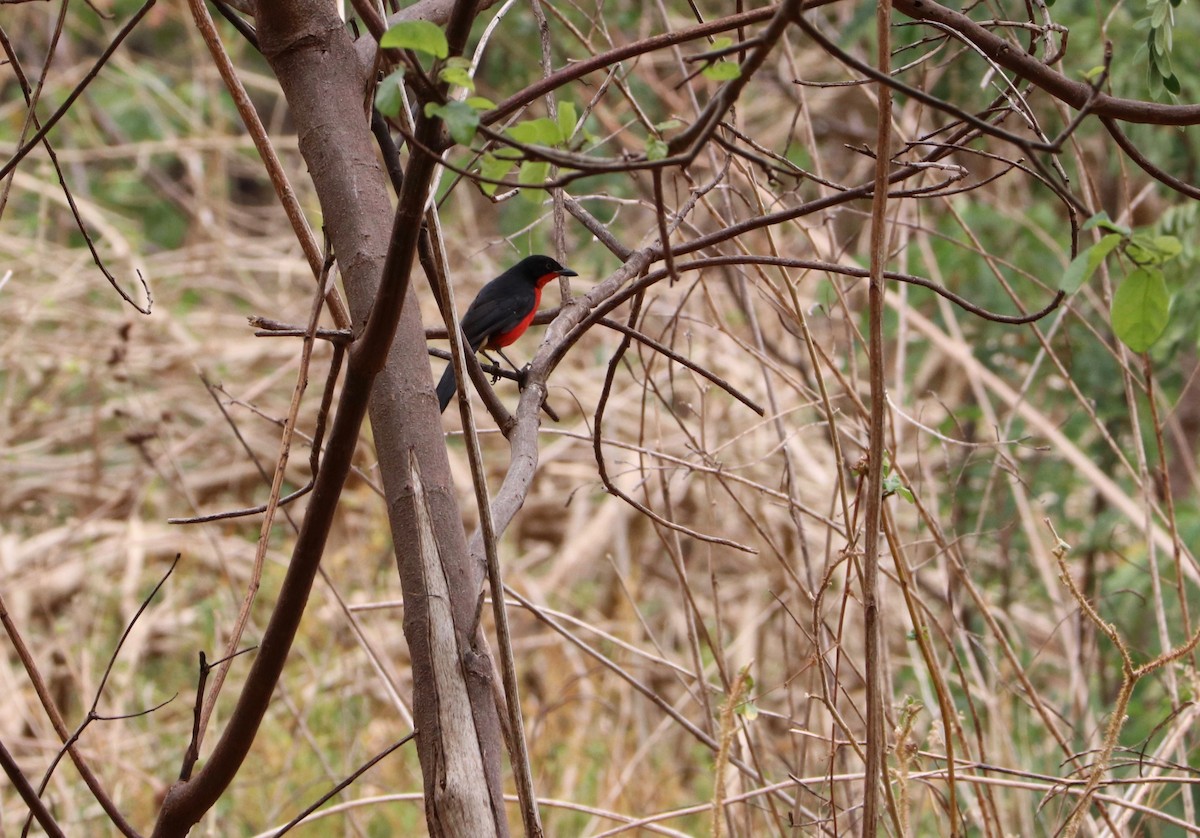 Black-headed Gonolek - ML142602821