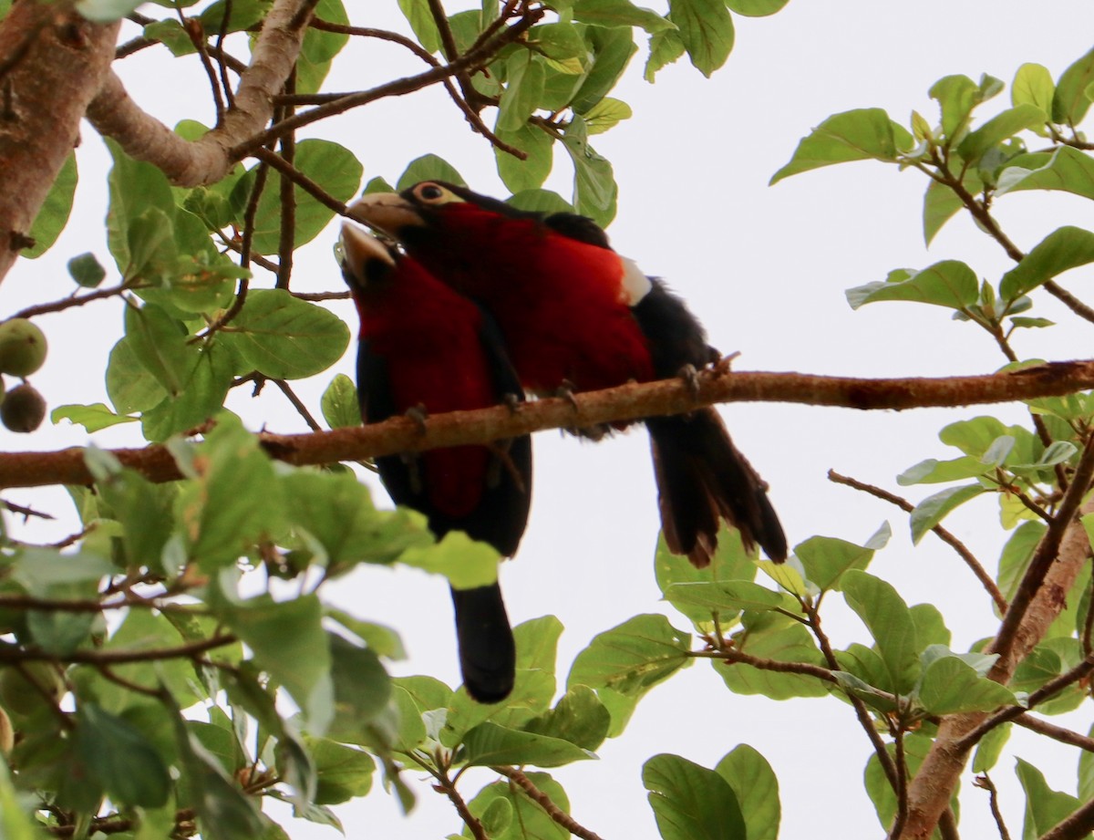 Double-toothed Barbet - ML142602871