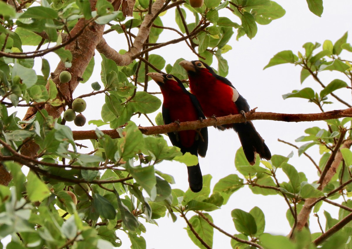 Double-toothed Barbet - ML142602881