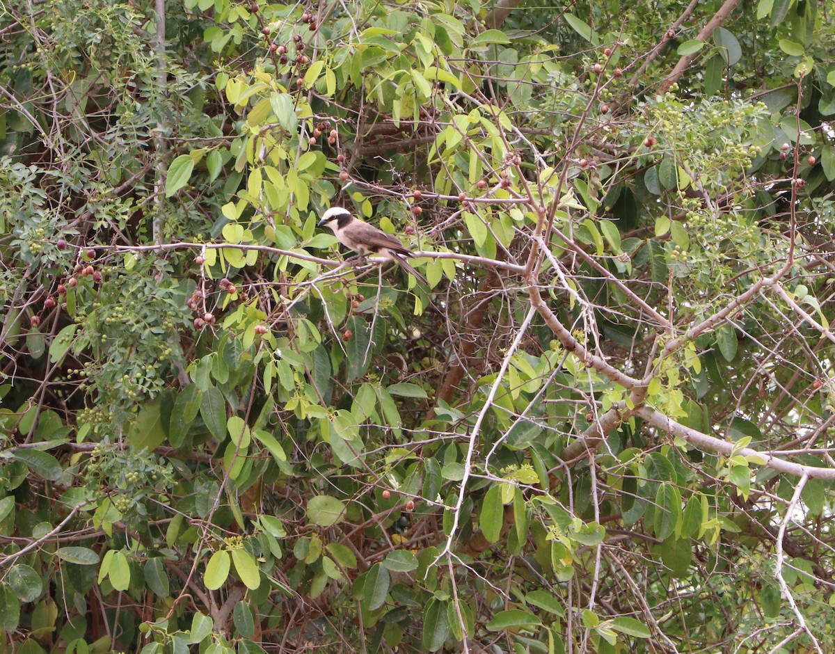 White-rumped Shrike - ML142602981