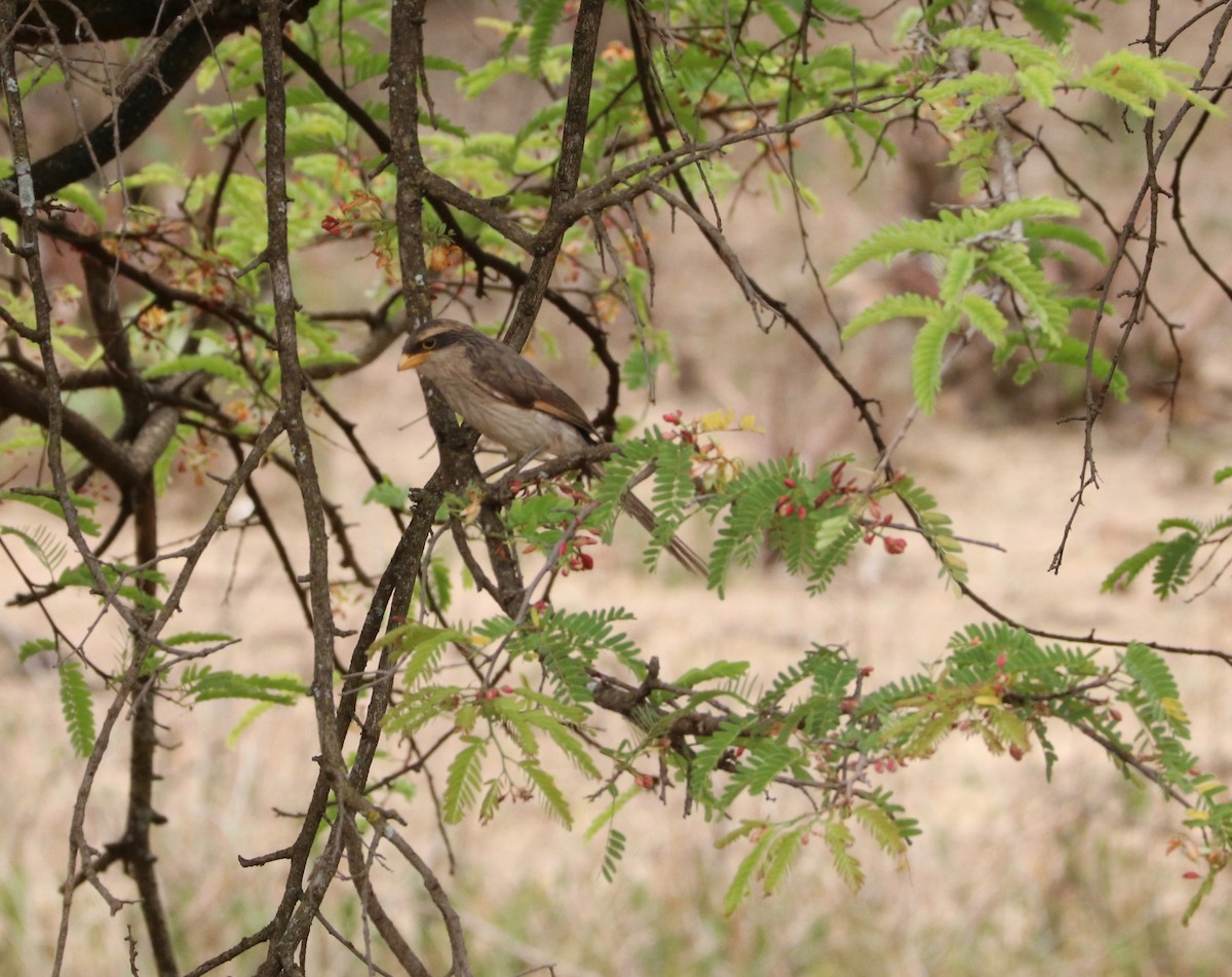 Yellow-billed Shrike - ML142603001