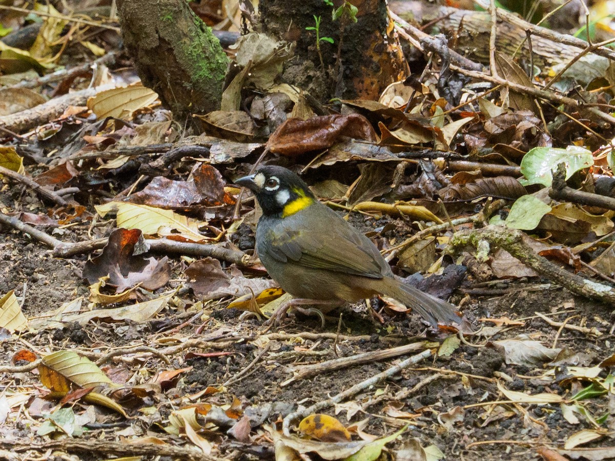 White-eared Ground-Sparrow - ML142603191