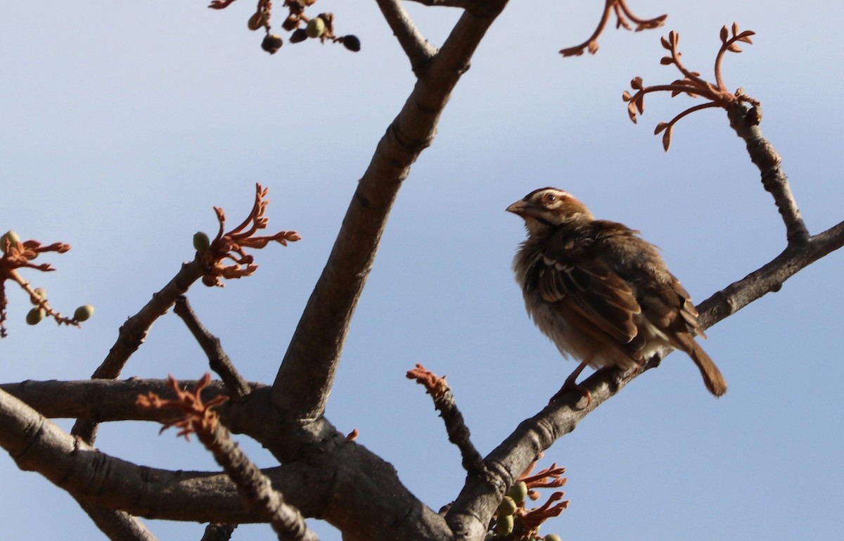 Chestnut-crowned Sparrow-Weaver - David Guarnieri