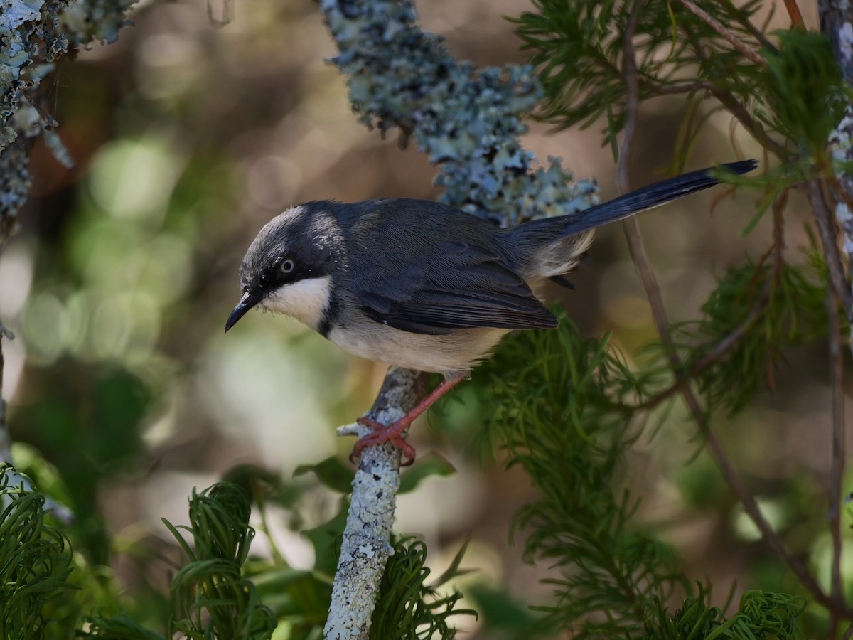 Apalis à collier - ML142603311