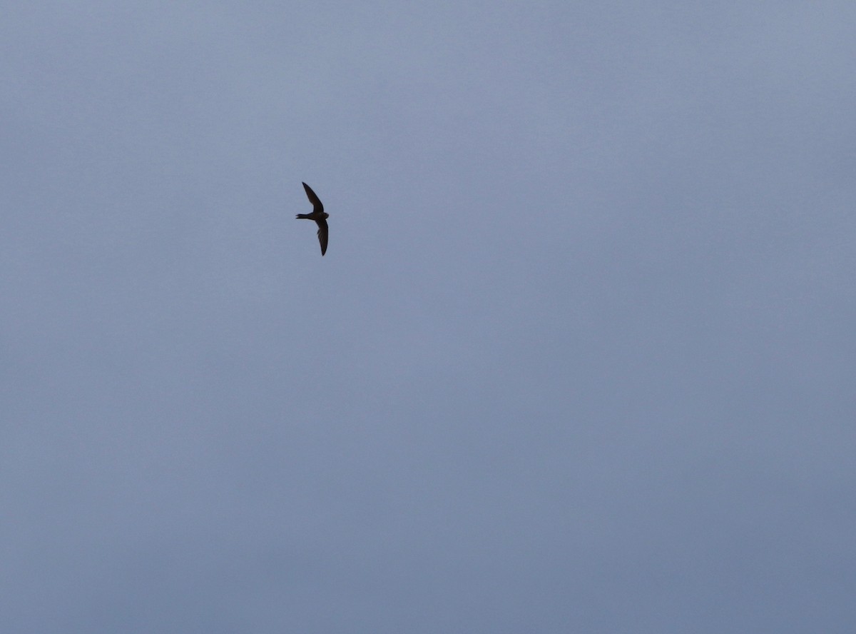 Common Swift - ML142603391