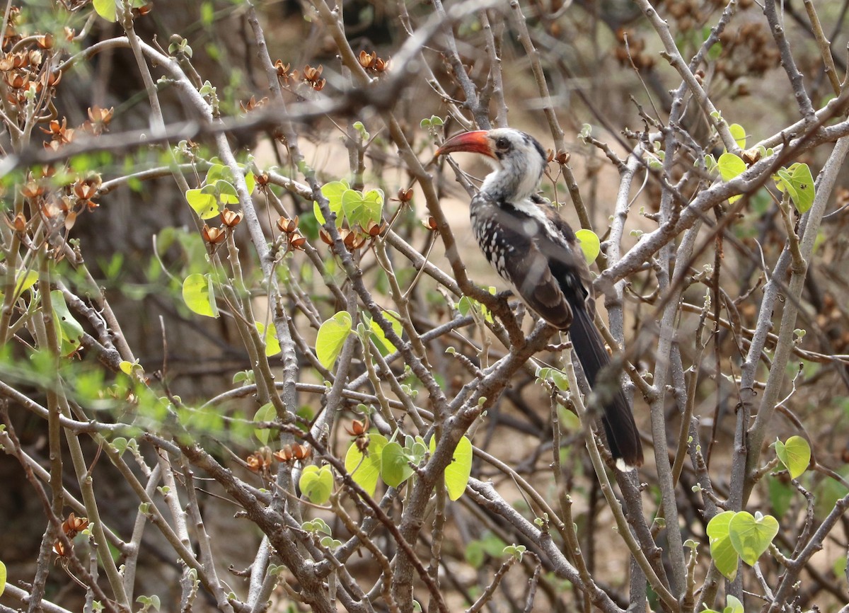 Northern Red-billed Hornbill - ML142603591