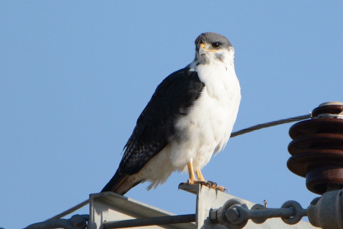 Augur Buzzard (Augur) - ML142611001