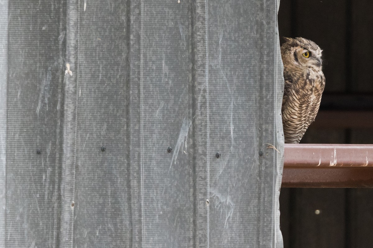 Great Horned Owl - ML142615421