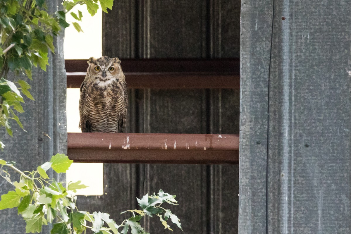 Great Horned Owl - ML142615451