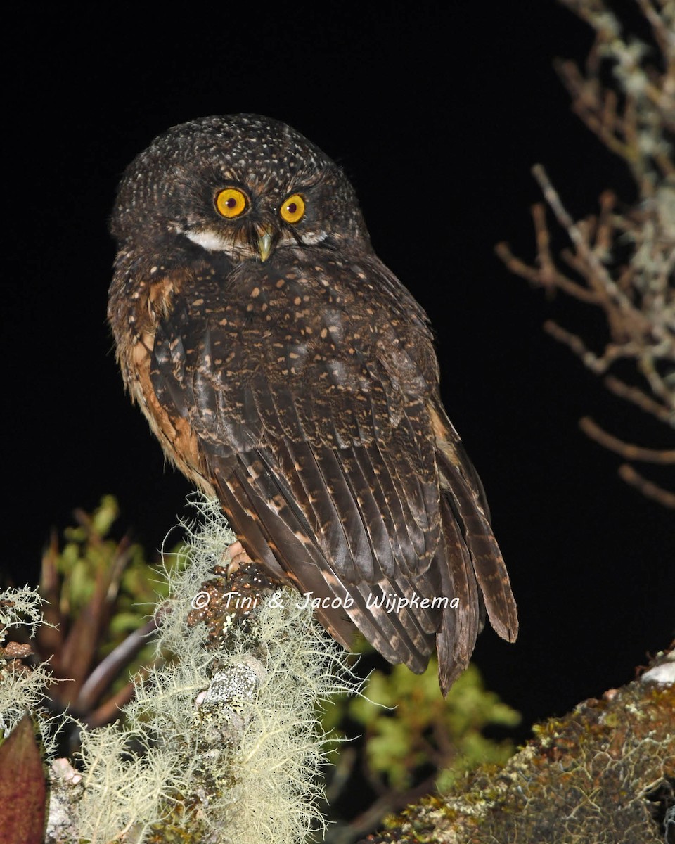 White-throated Screech-Owl - ML142615501