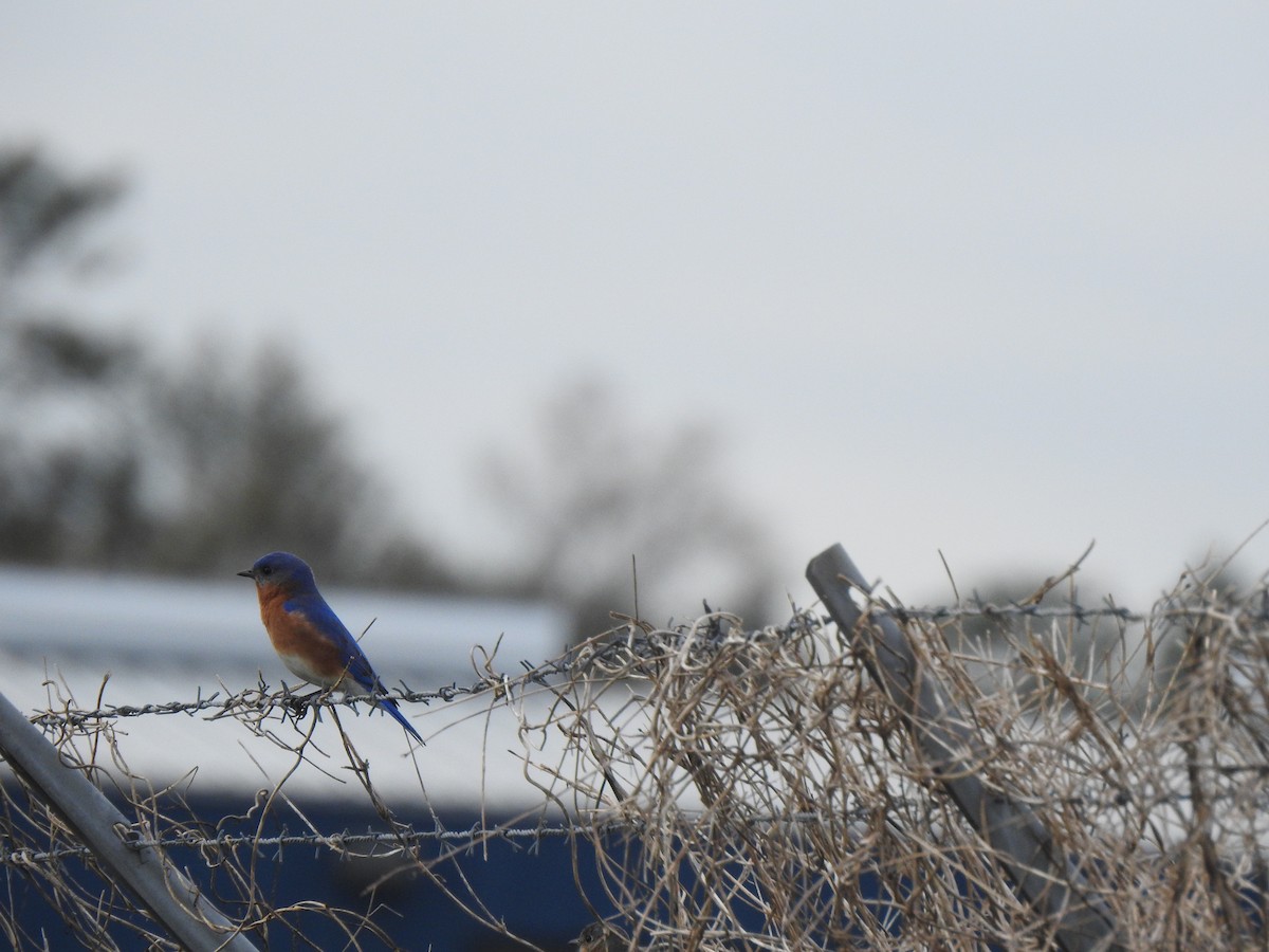 Eastern Bluebird - ML142616131