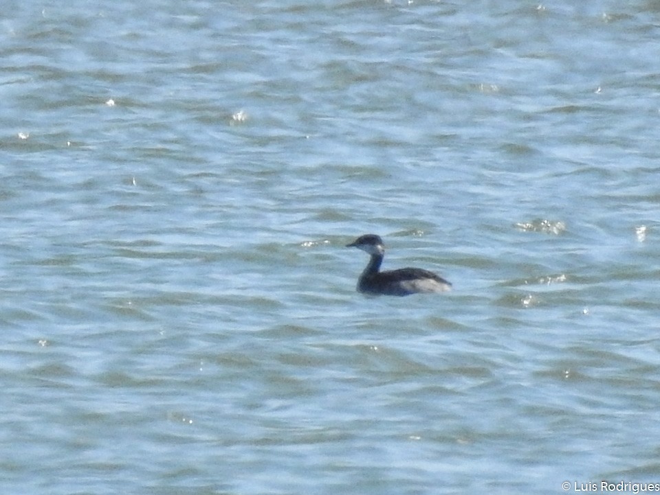 Horned Grebe - Luis Rodrigues