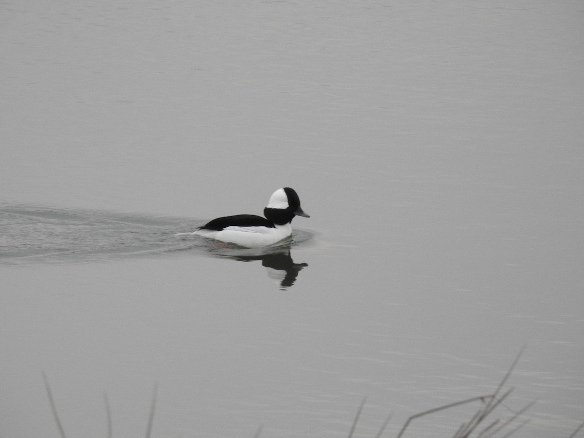 Bufflehead - ML142619321