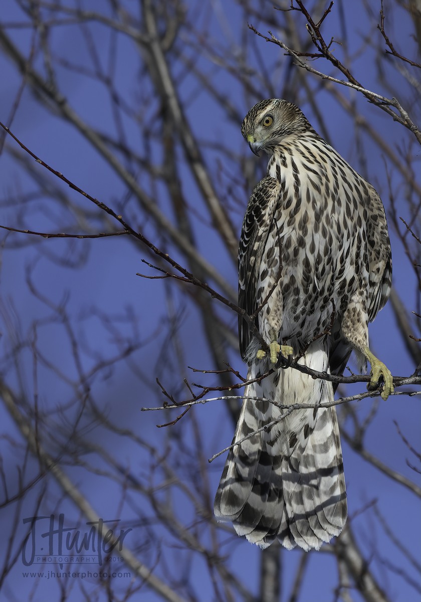 American Goshawk - ML142619531