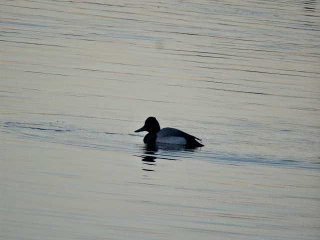 Lesser Scaup - ML142620181