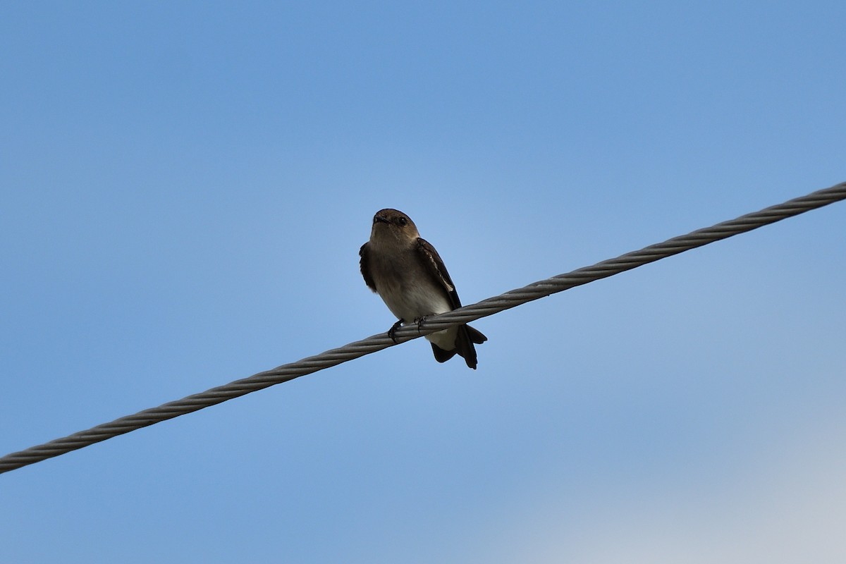 Northern Rough-winged Swallow - ML142620511