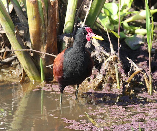 Wattled Jacana - ML142620531