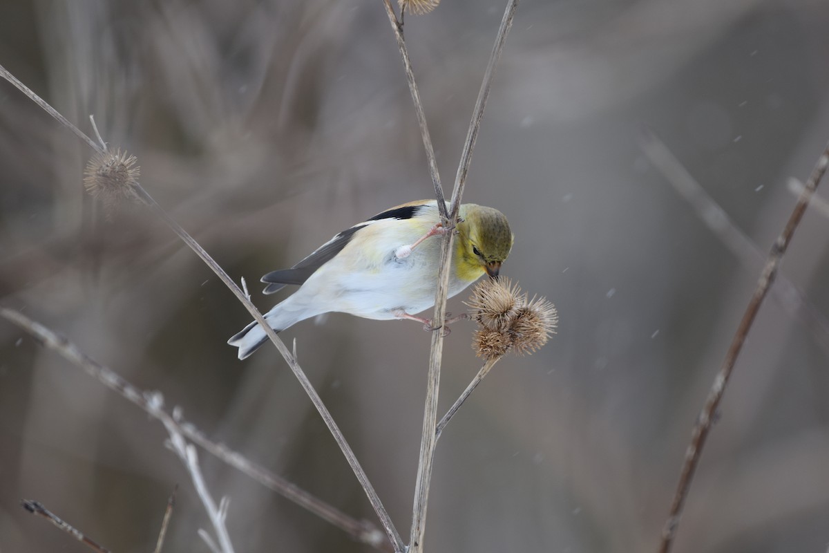 American Goldfinch - ML142621671