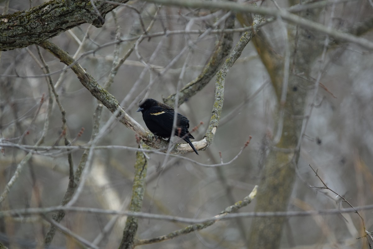 Red-winged Blackbird - ML142621691