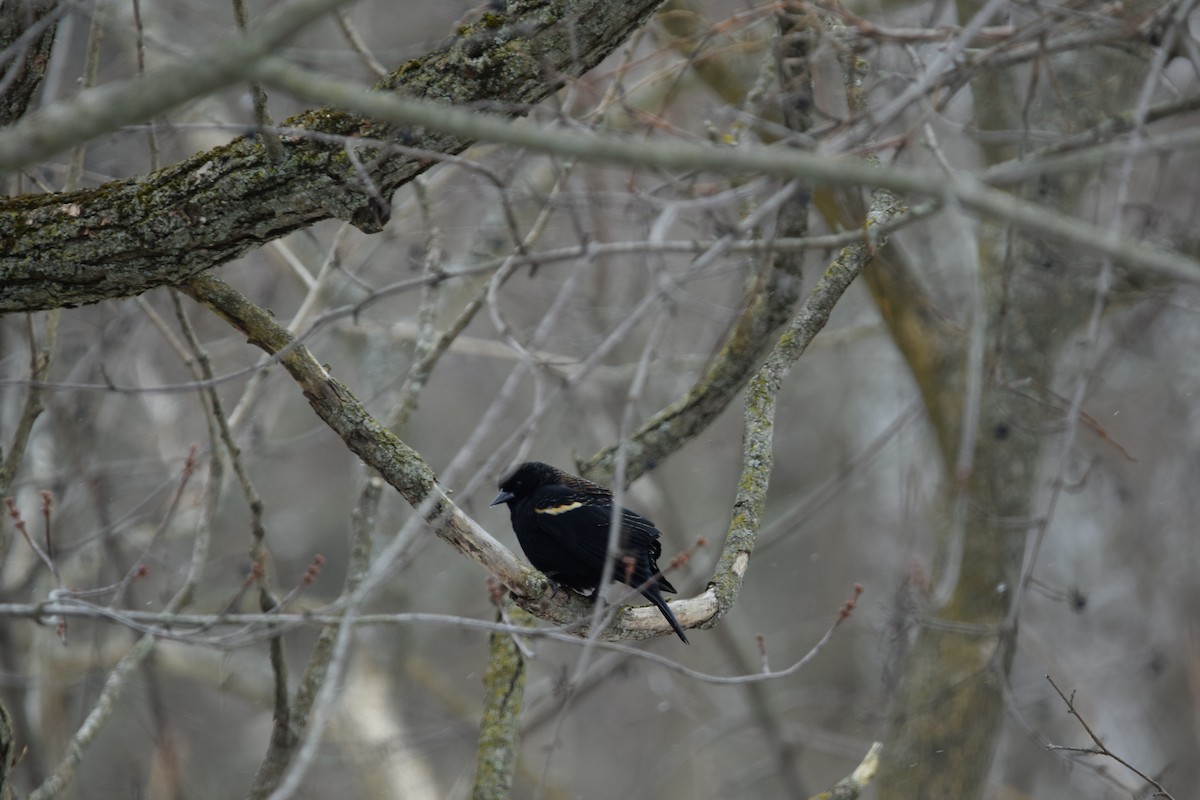 Red-winged Blackbird - ML142621721