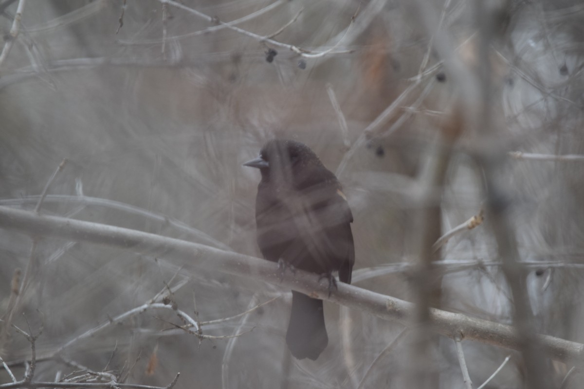 Red-winged Blackbird - ML142621731