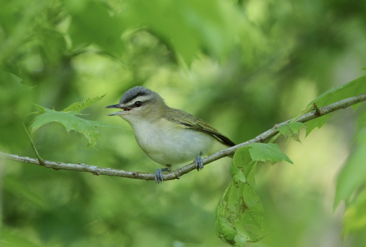 Red-eyed Vireo - ML142622141