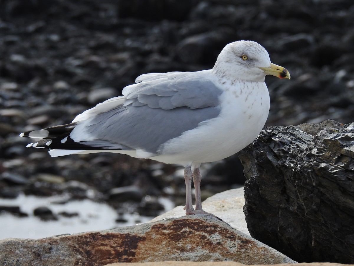 Goéland argenté - ML142623571