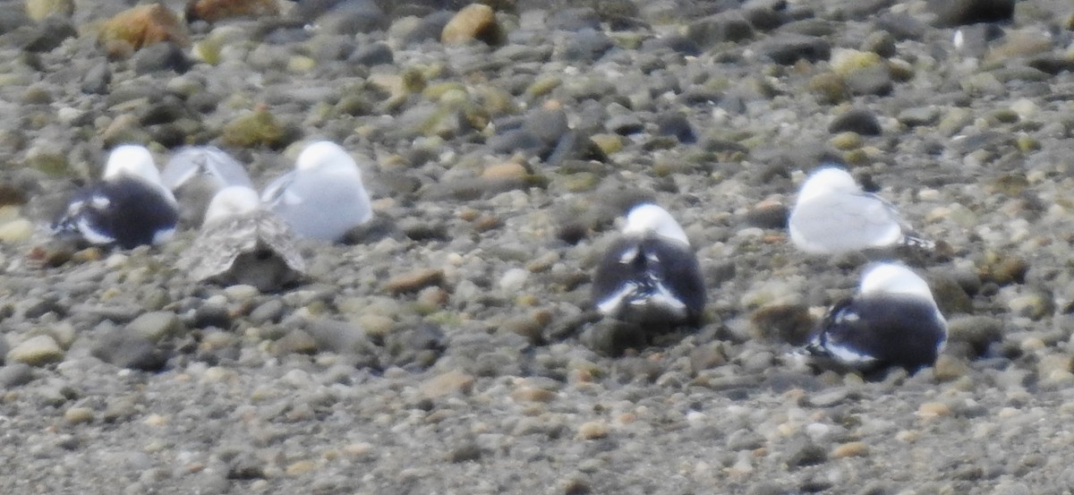 Great Black-backed Gull - ML142623791