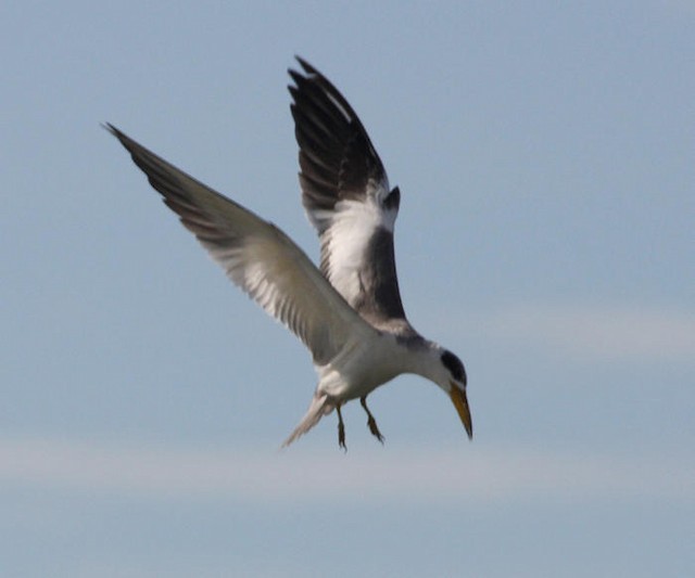 Large-billed Tern - Tom Murray
