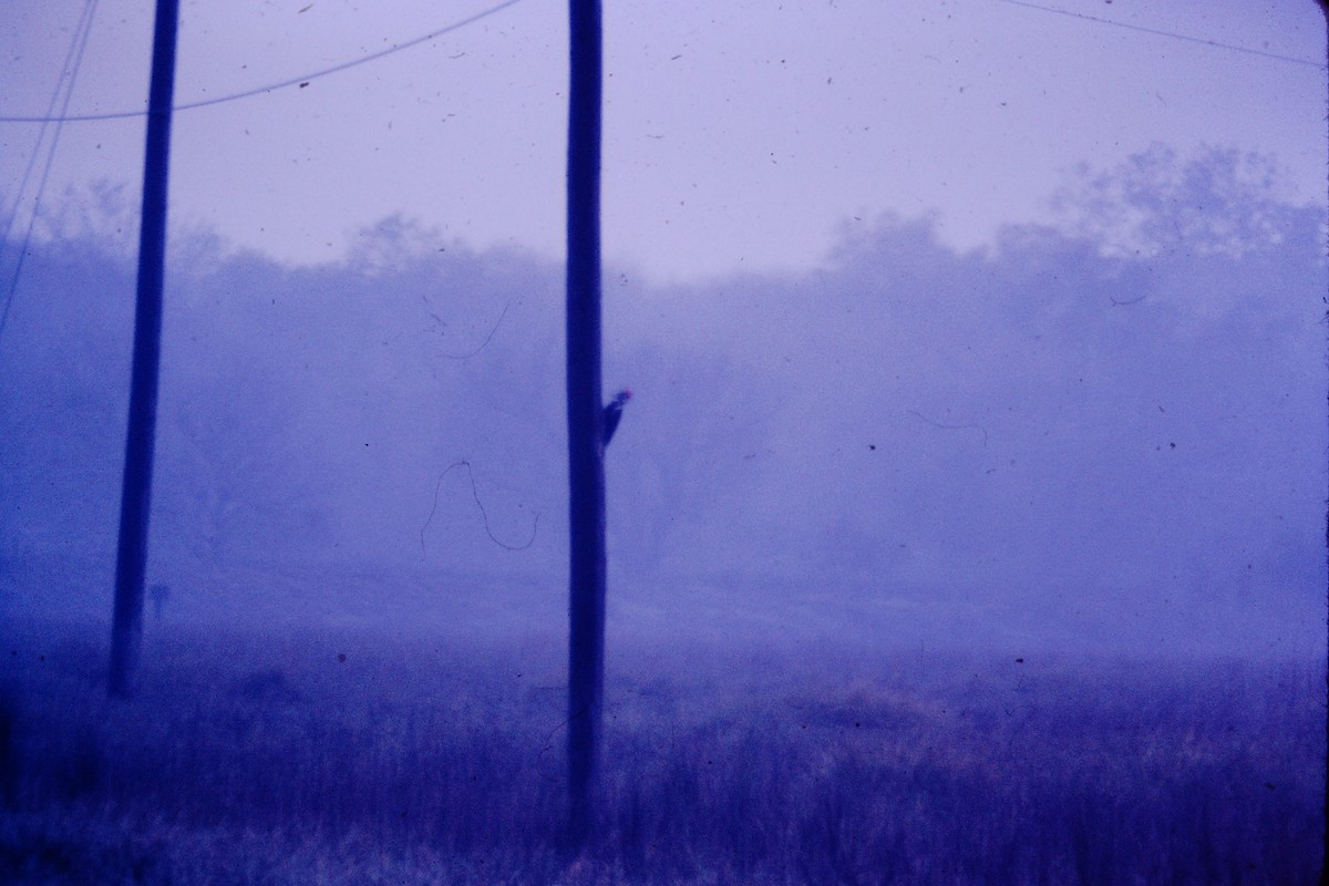 Pileated Woodpecker - ML142625321