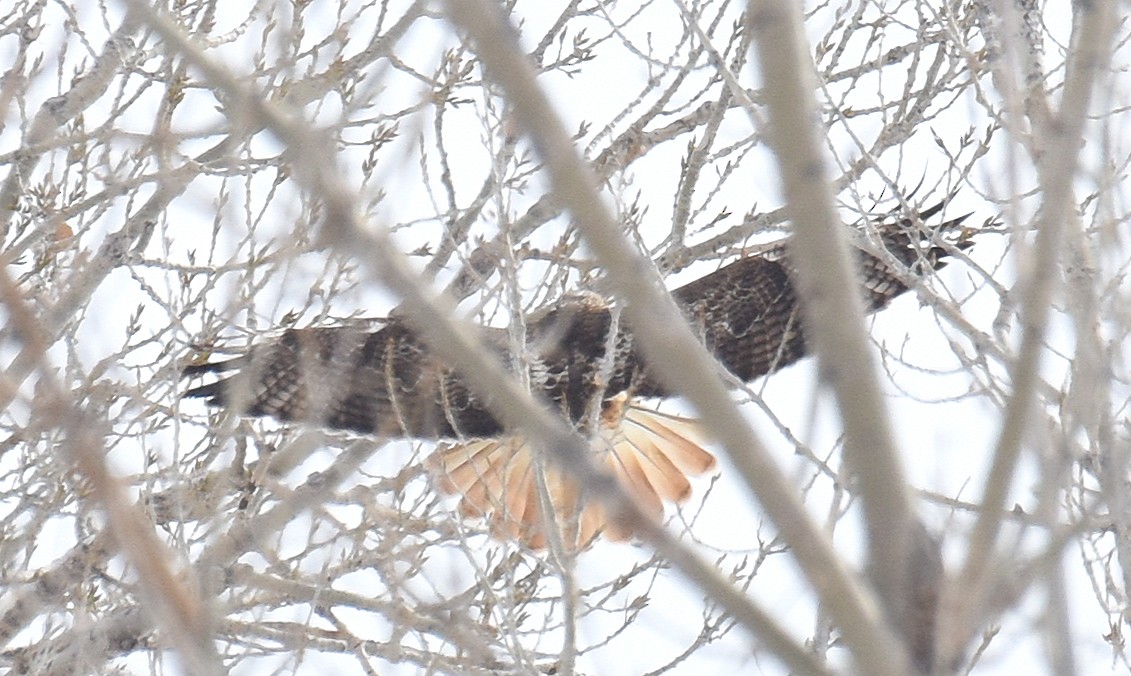 Red-tailed Hawk (Krider's) - ML142625451