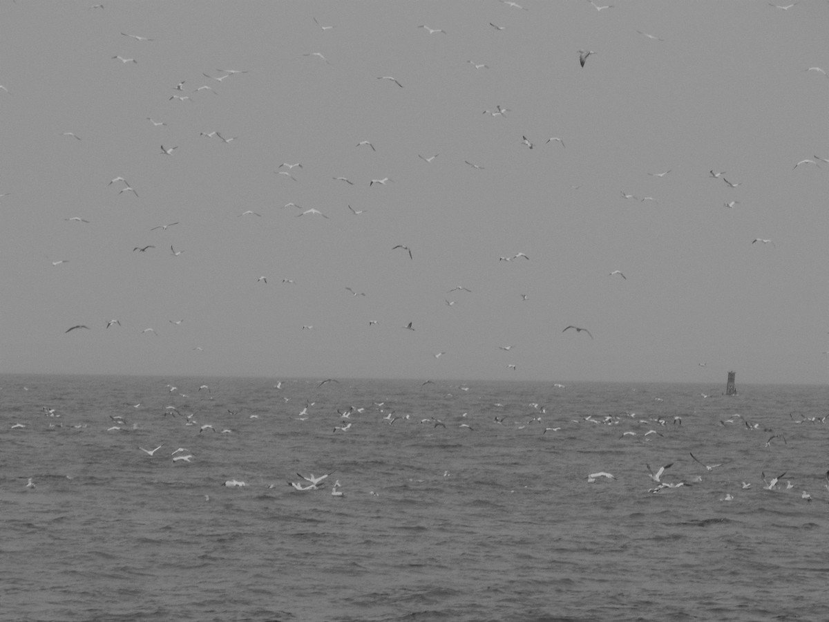 Northern Gannet - ML142627841