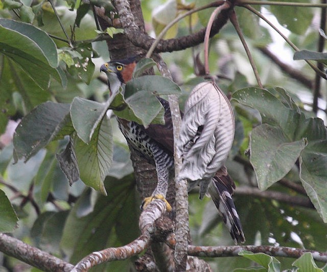 Ornate Hawk-Eagle - ML142627881