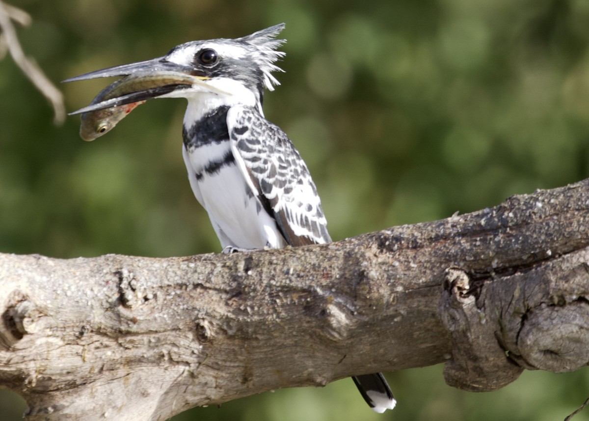 Pied Kingfisher - Rachel Lawrence