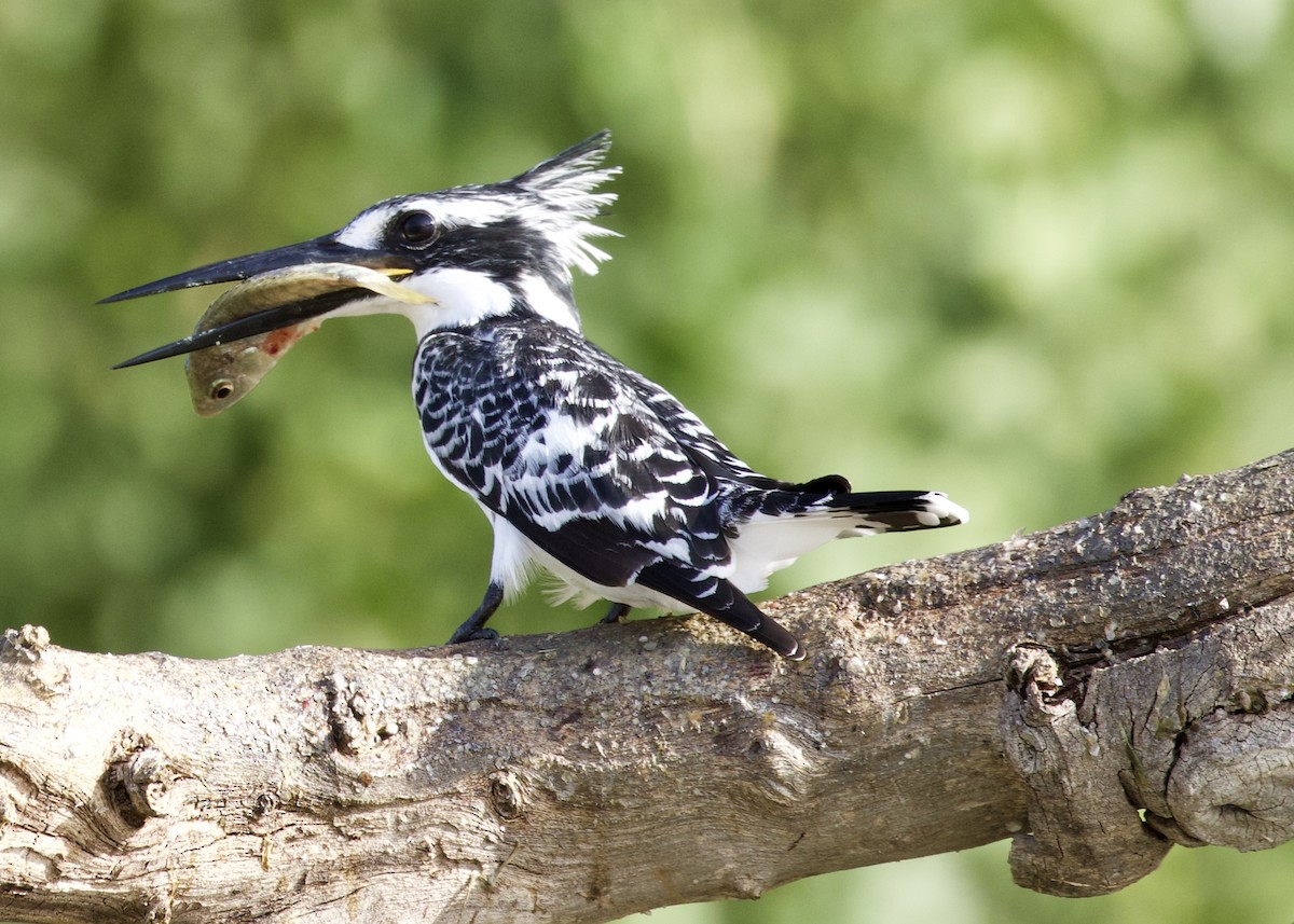 Pied Kingfisher - ML142628501