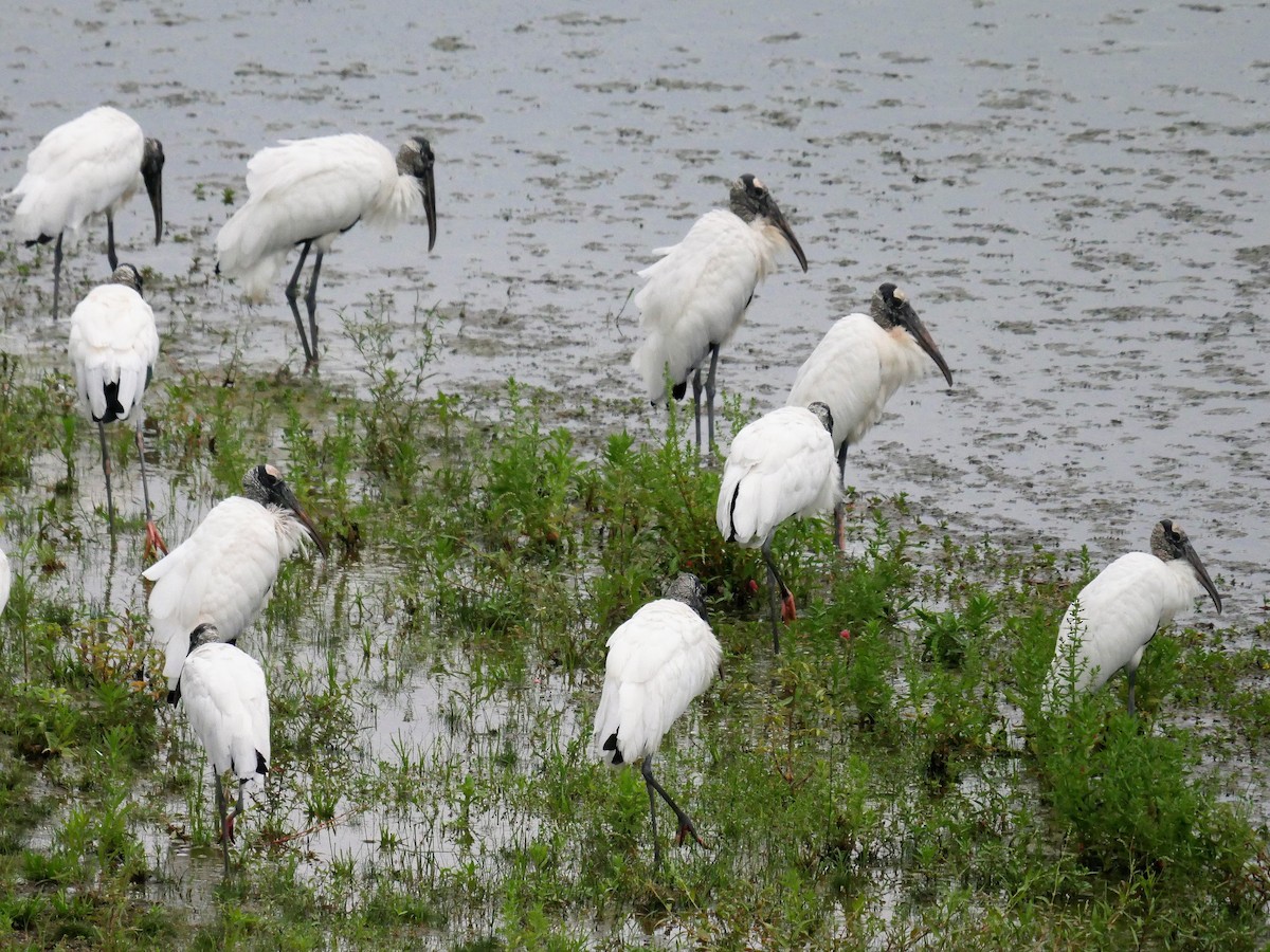 Wood Stork - ML142629321