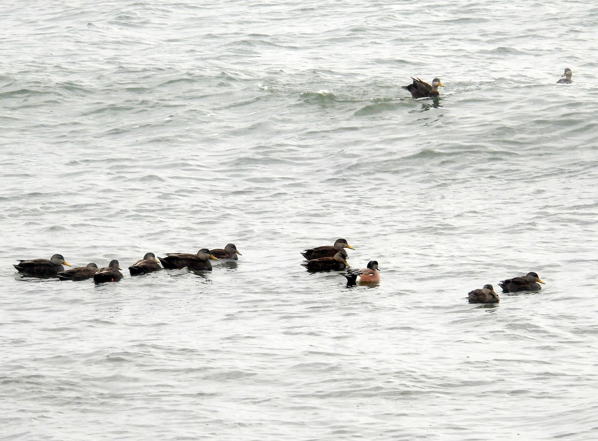 American Wigeon - Tom Olson