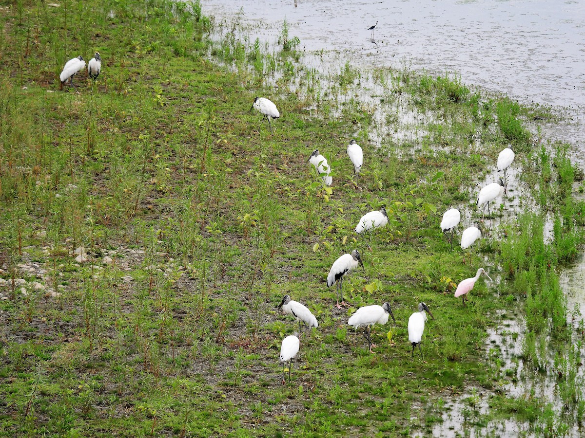 Wood Stork - ML142629711