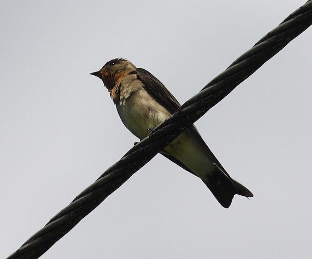 Southern Rough-winged Swallow - ML142629961