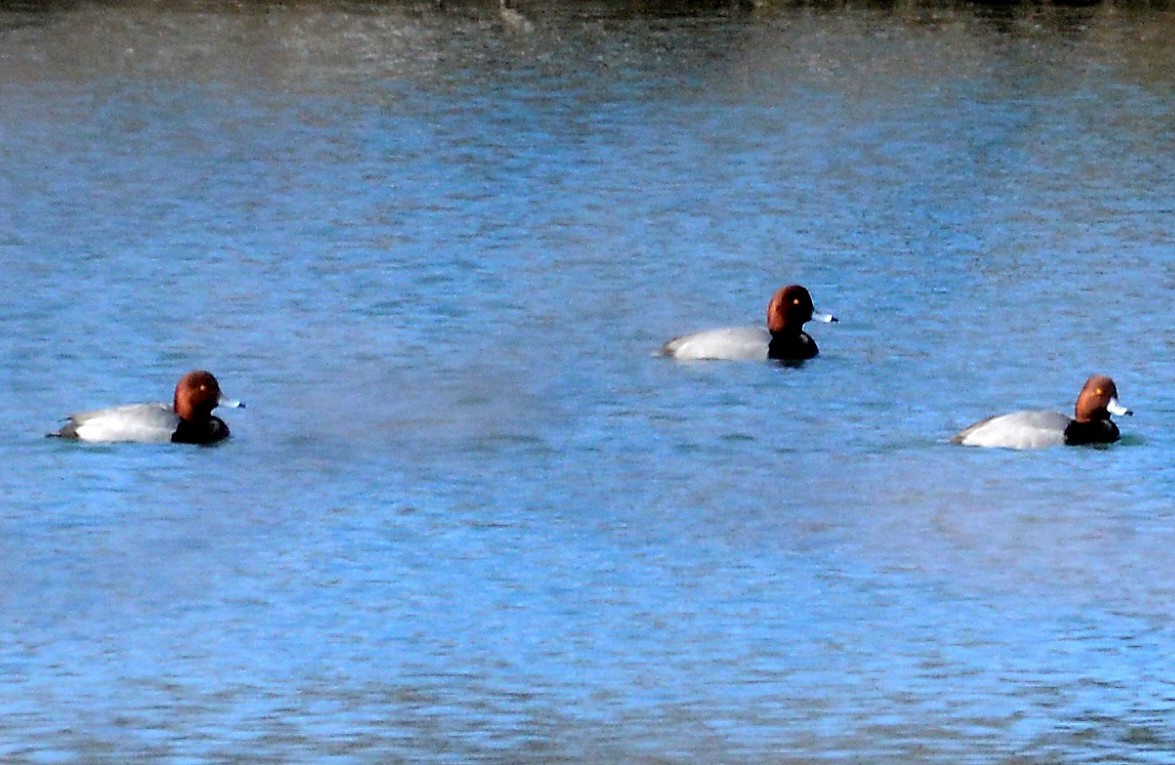 צולל אמריקני - ML142630071