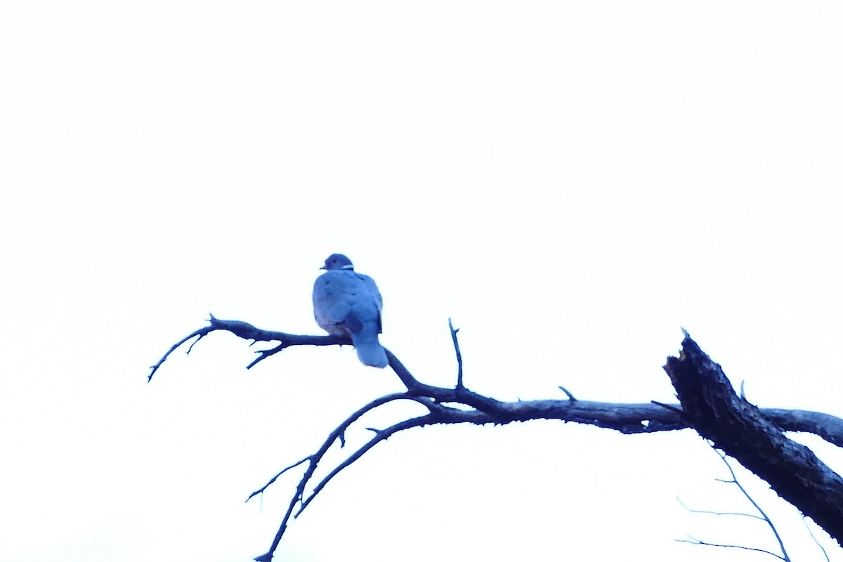 Band-tailed Pigeon - ML142631741