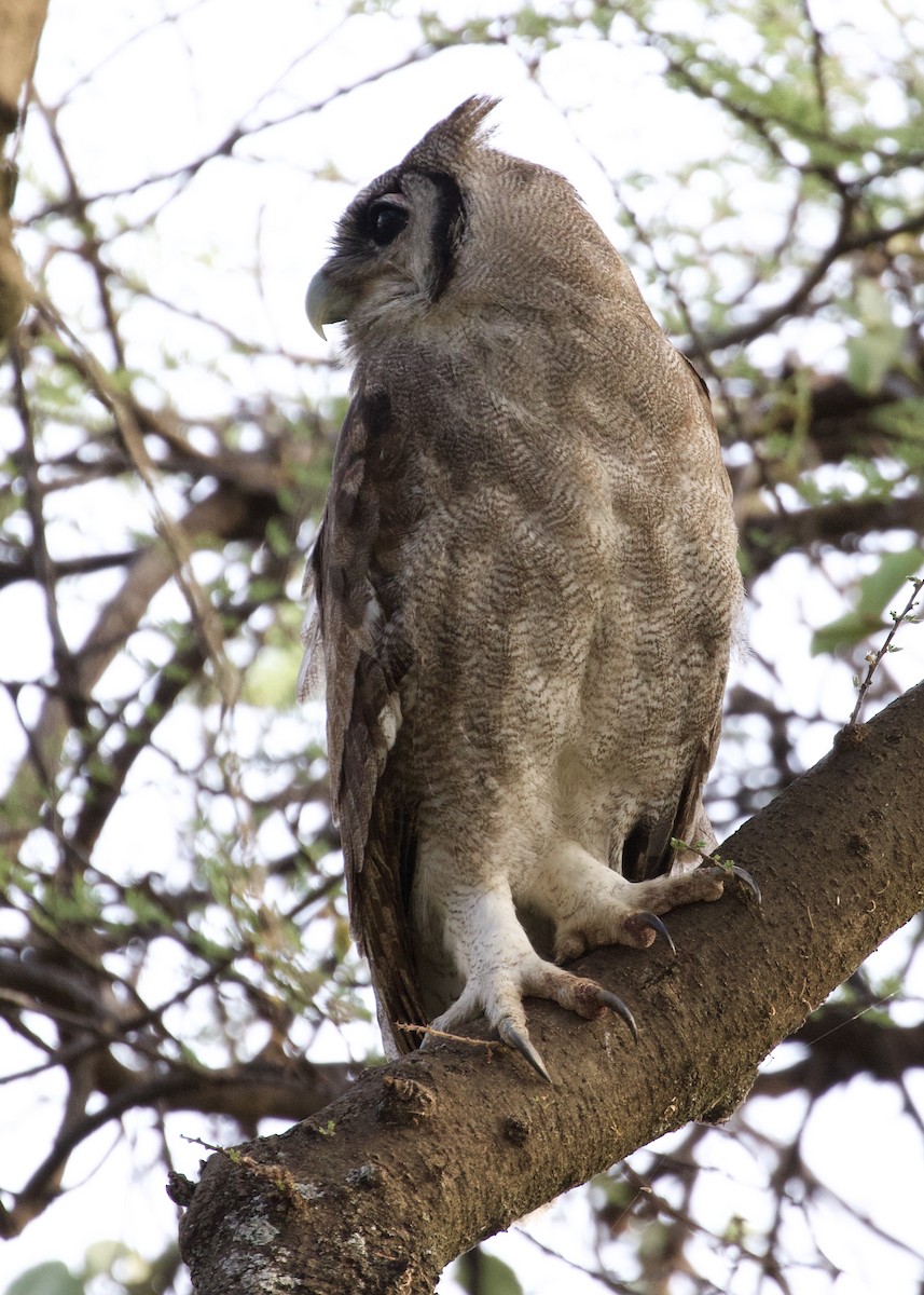Verreaux's Eagle-Owl - ML142631811