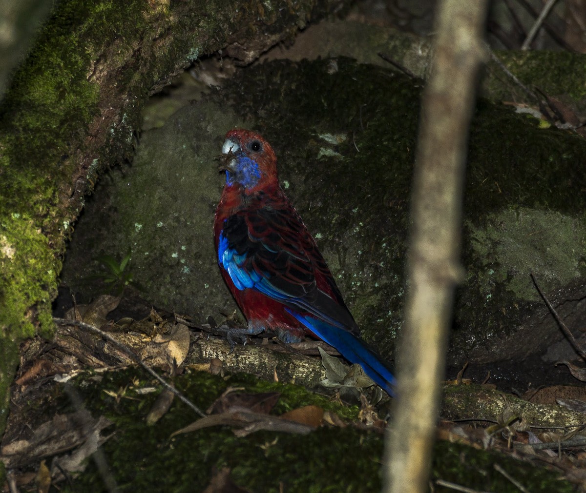 Crimson Rosella - ML142631851