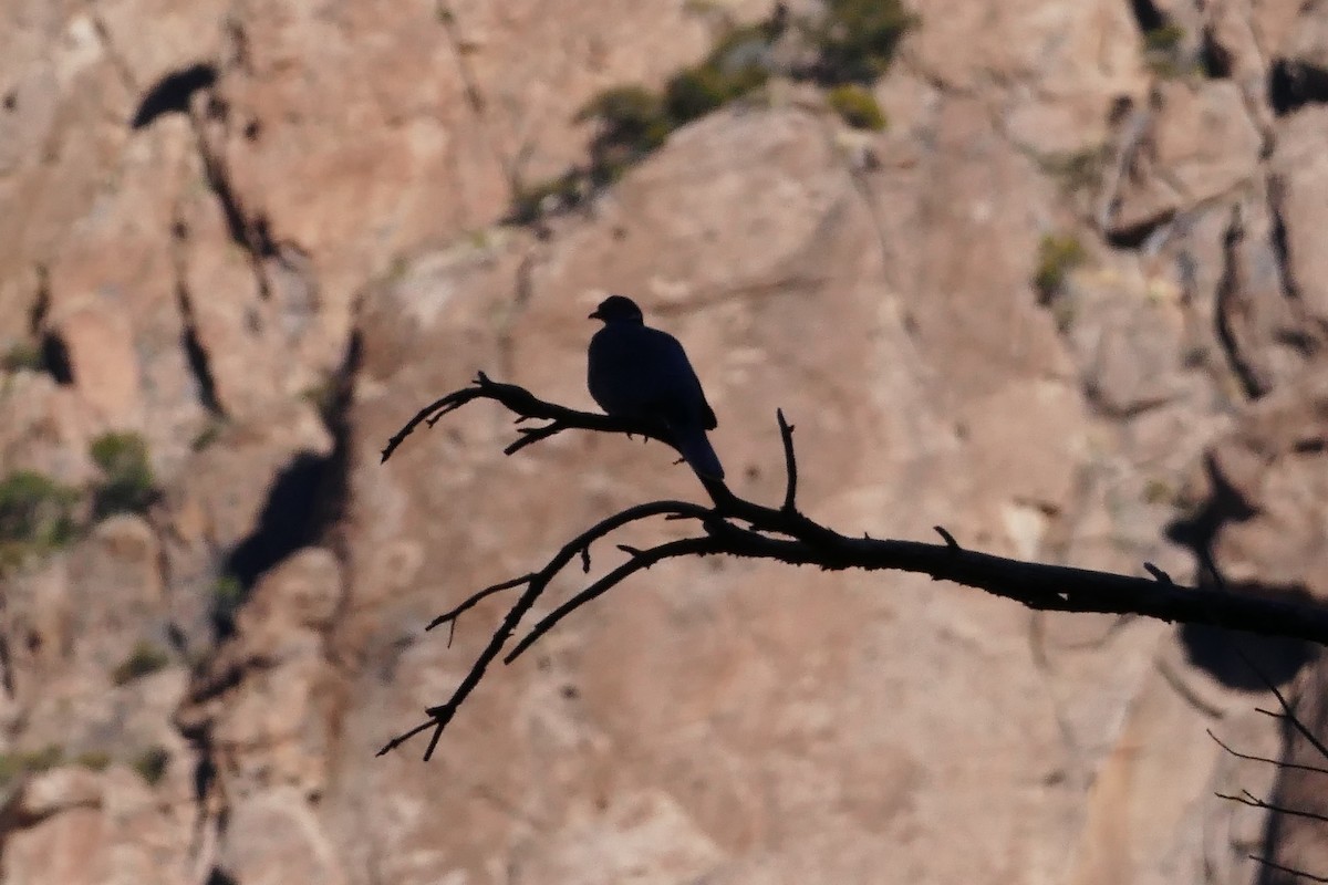 Band-tailed Pigeon - ML142632091