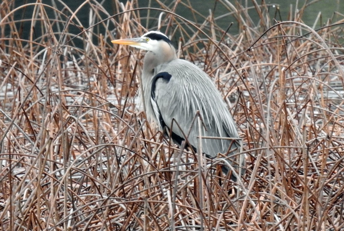 Great Blue Heron - ML142632231