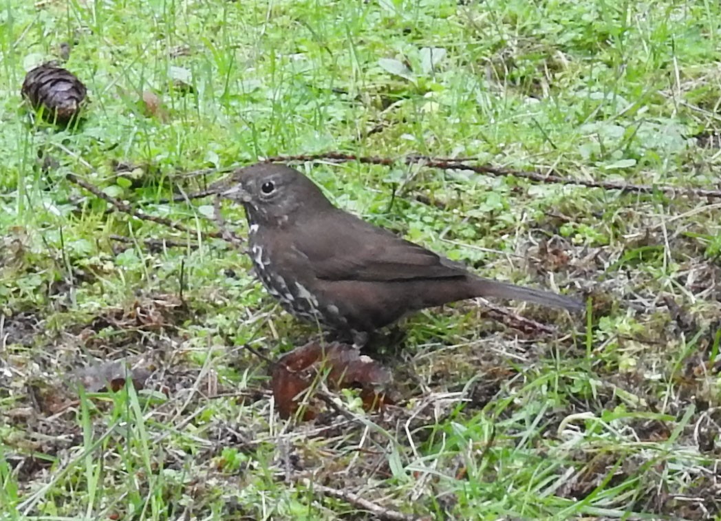 Fox Sparrow - ML142632301